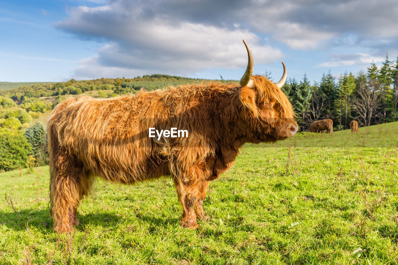 COWS ON FIELD AGAINST SKY