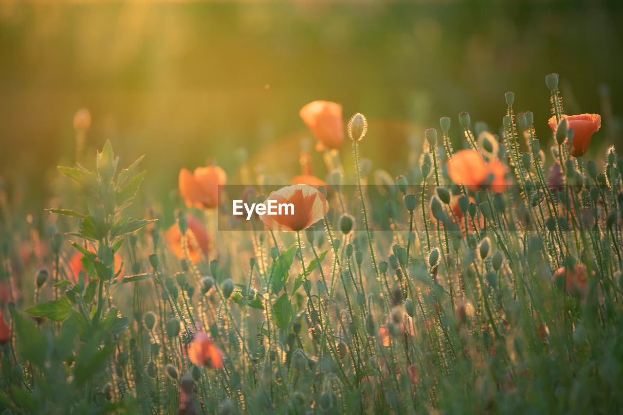 close-up of pink flowering plants on field