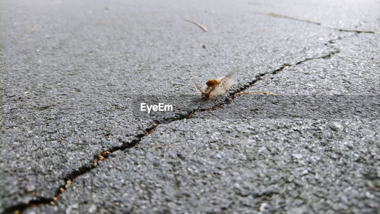 Full frame shot of insect on road