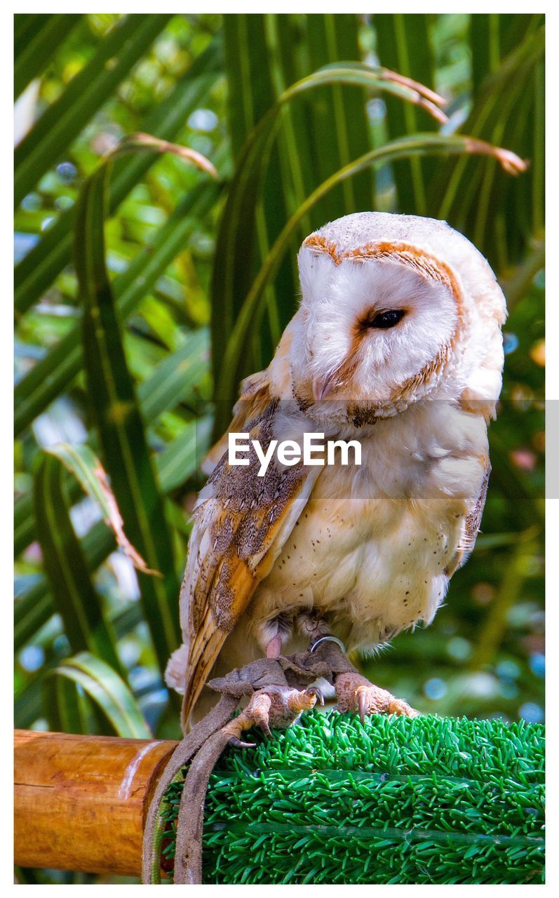 CLOSE-UP OF OWL PERCHING ON GRASS