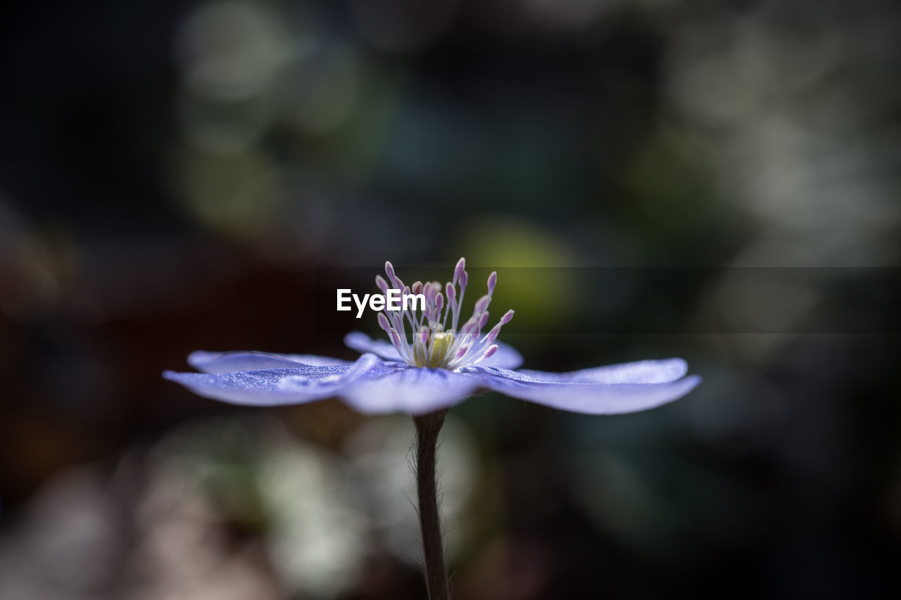 Close-up of purple flowering plant