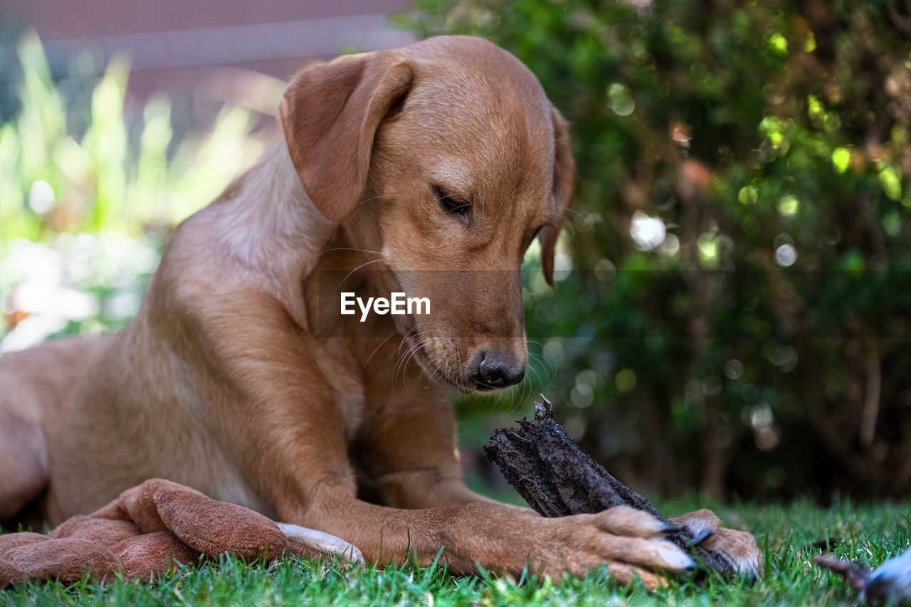 Close-up of a dog looking away