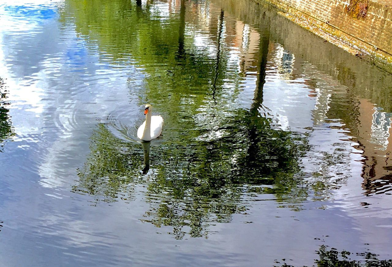 SWANS SWIMMING ON LAKE