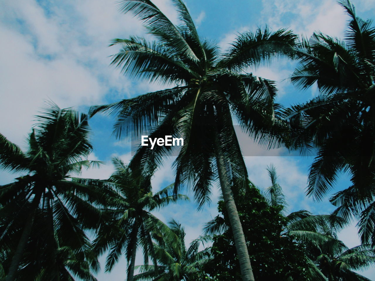 LOW ANGLE VIEW OF PALM TREE AGAINST SKY