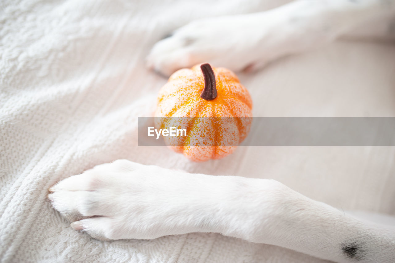 White dog paws with a pumpkin. trick or treat. celebrating halloween concept