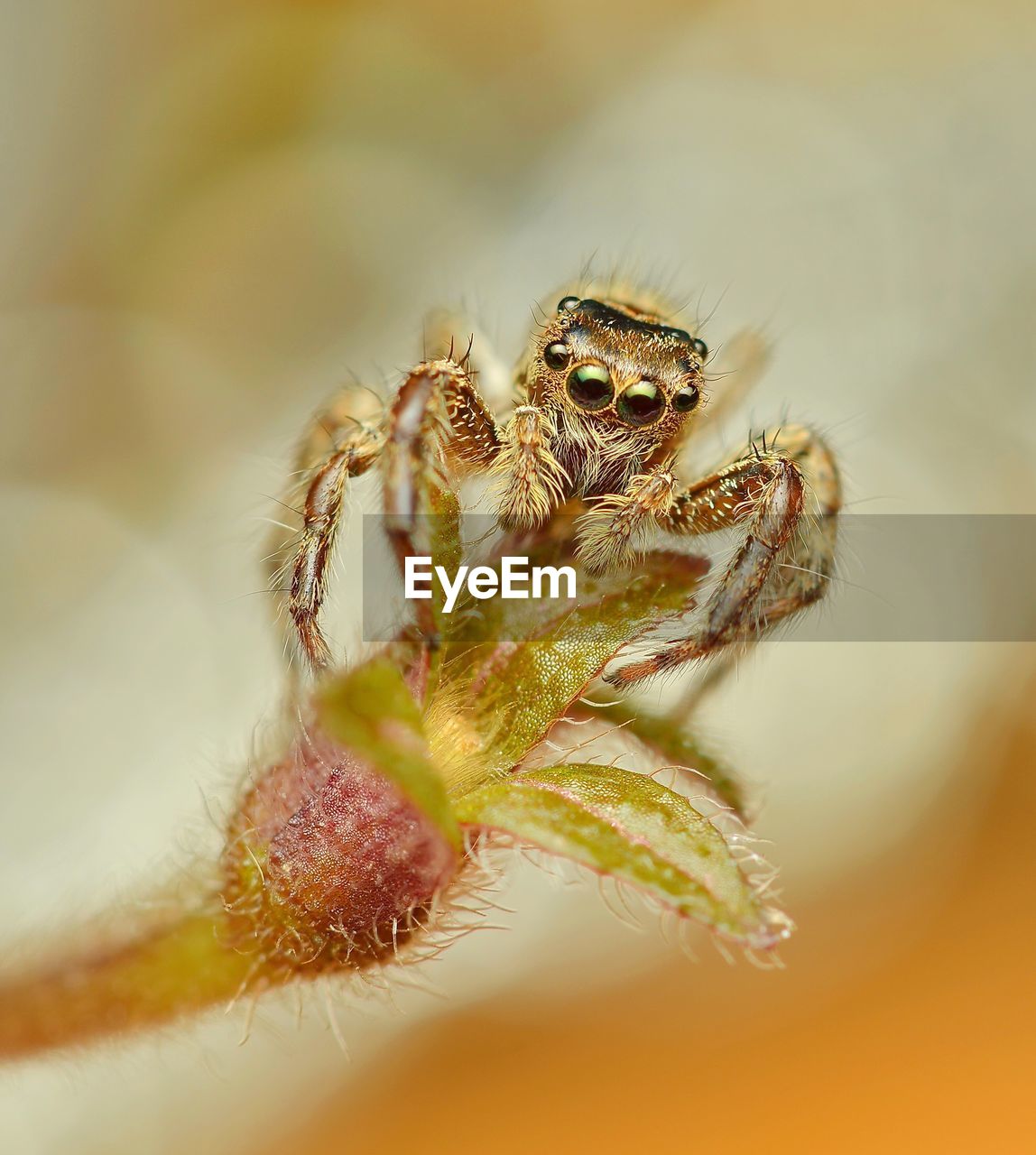 CLOSE-UP OF SPIDER ON WEB