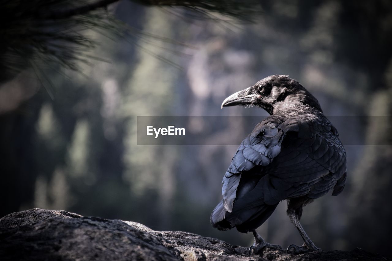 CLOSE-UP OF BIRD PERCHING ON ROCK AGAINST TREES