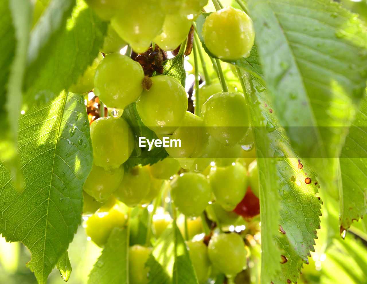 CLOSE-UP OF GRAPES ON PLANT