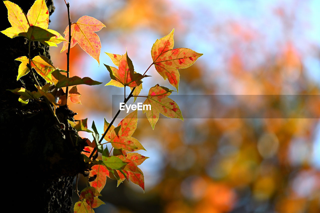 autumn, leaf, plant part, nature, tree, plant, beauty in nature, yellow, sunlight, orange color, maple leaf, outdoors, no people, branch, focus on foreground, maple tree, environment, tranquility, multi colored, autumn collection, close-up, red, landscape, sky, day, flower, land, scenics - nature, maple, growth, forest, vibrant color