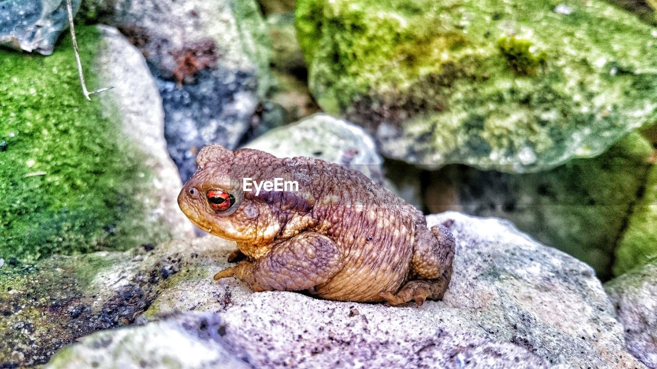 Side view of toad on rocks