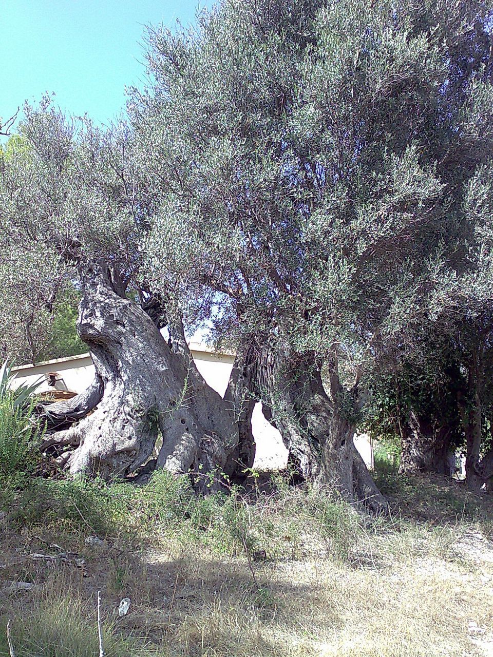 TREES ON GRASSY FIELD