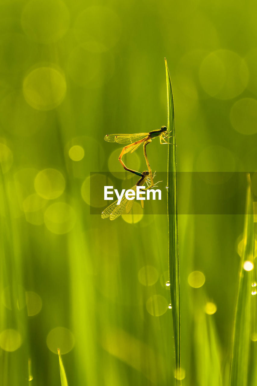 Close-up of insect on grass