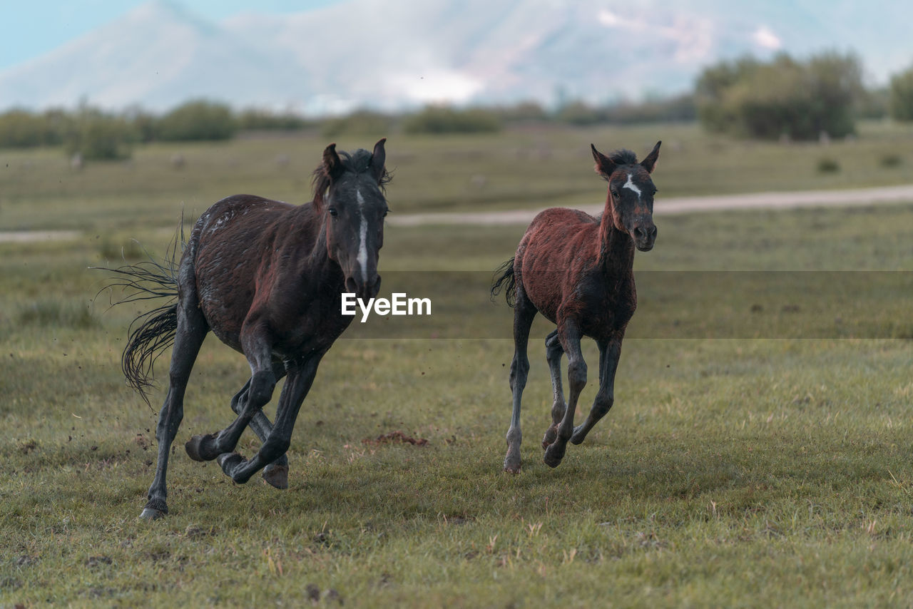 Two horses on field