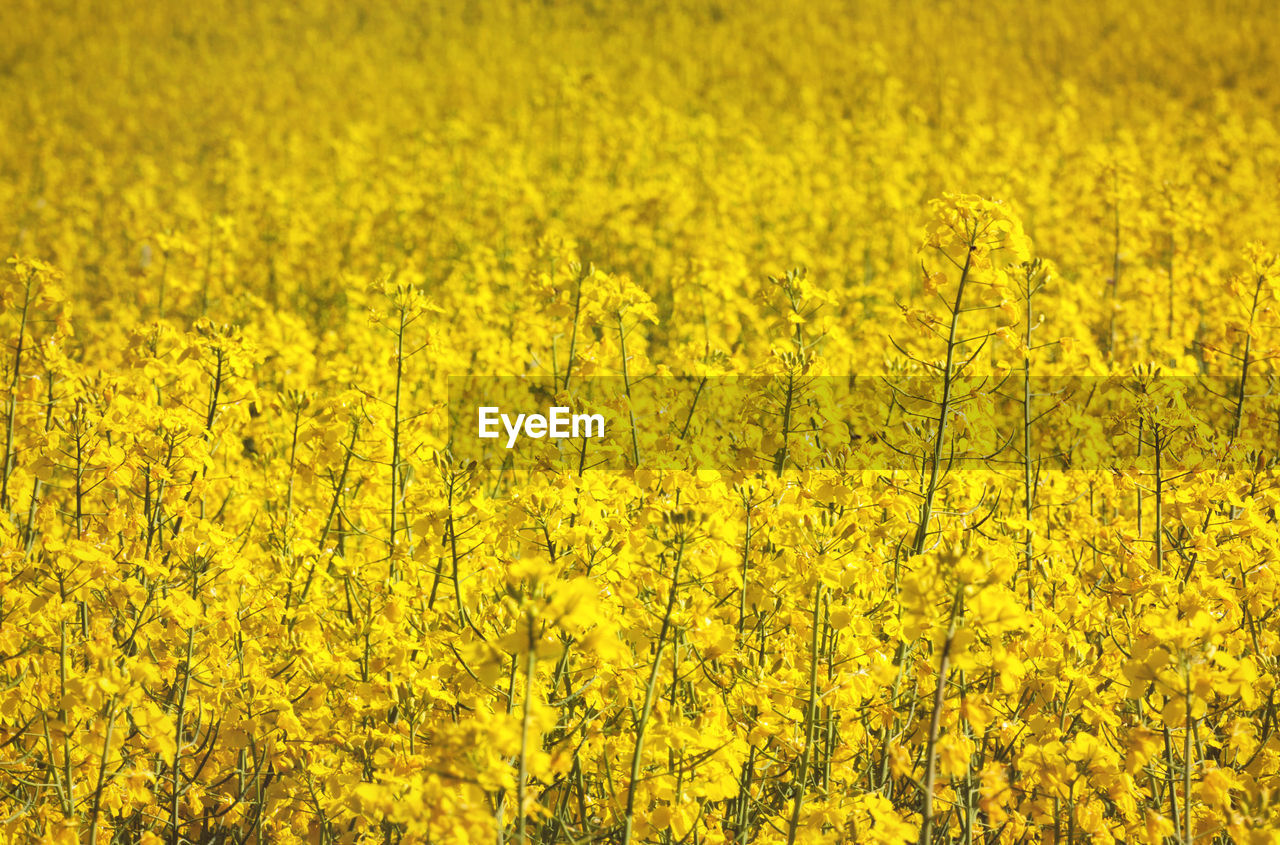 Close-up of yellow flowers growing in field