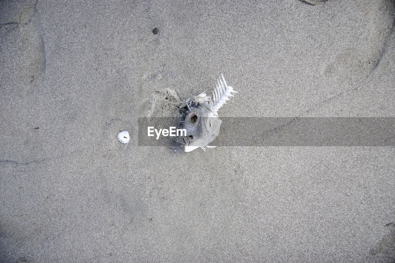 High angle view of fish on sand