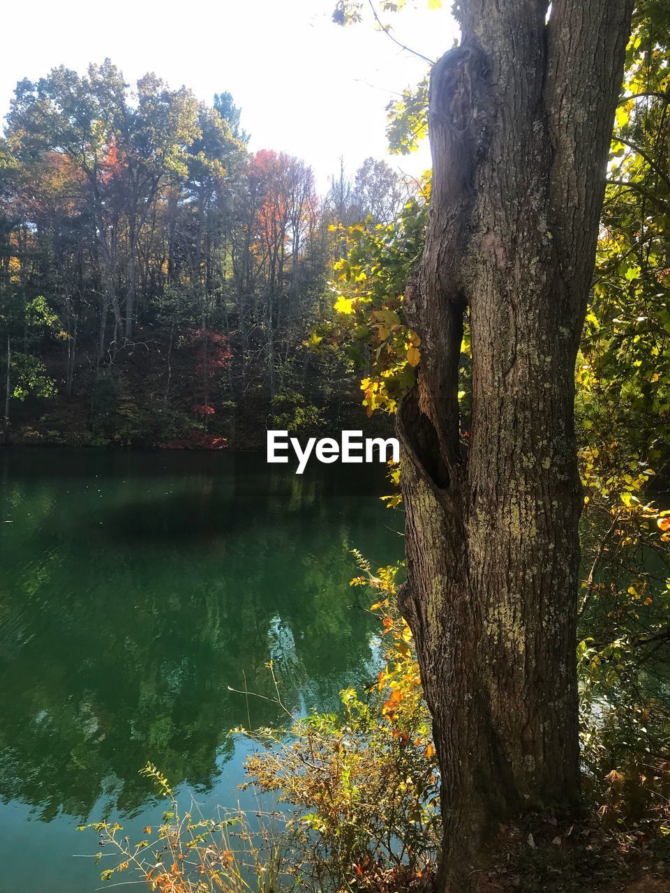 TREES BY LAKE IN FOREST