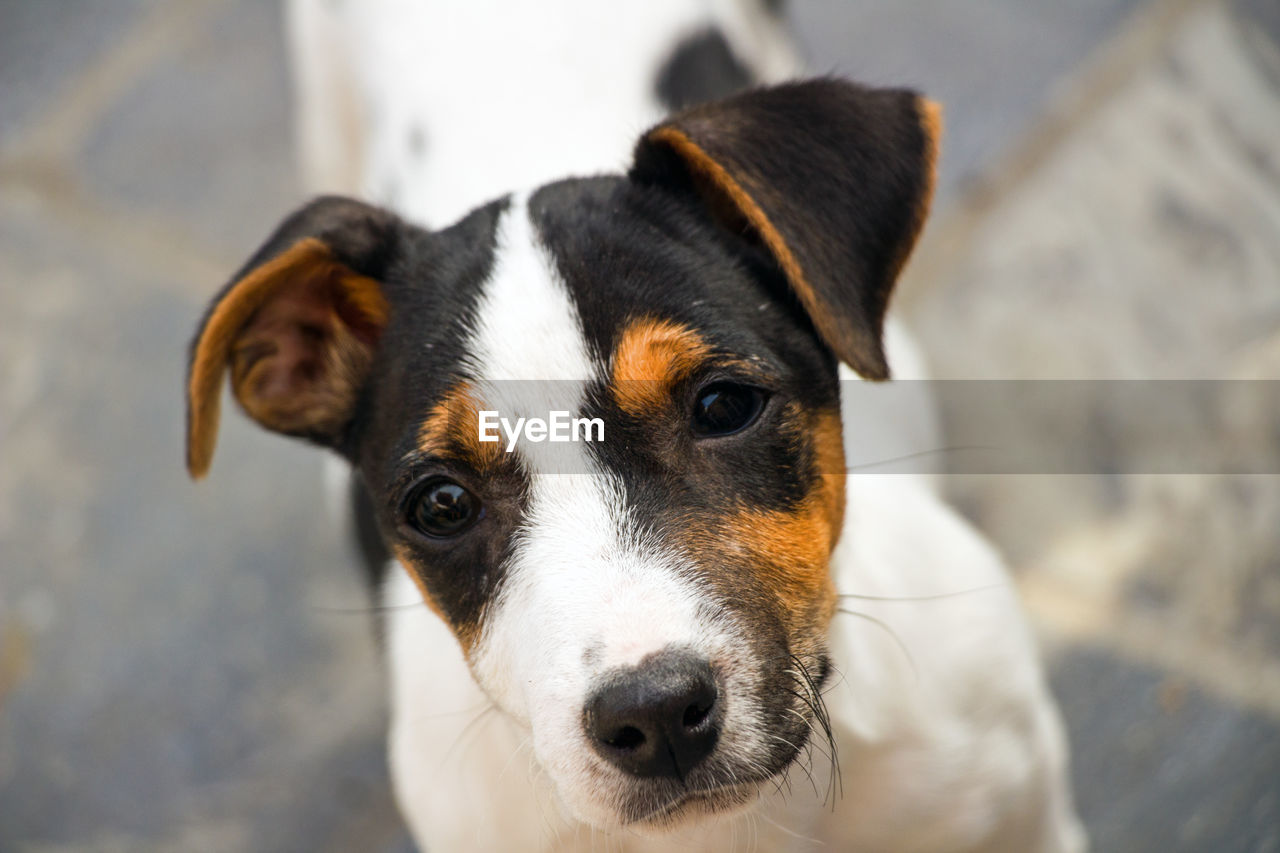 Close-up portrait of dog looking at camera