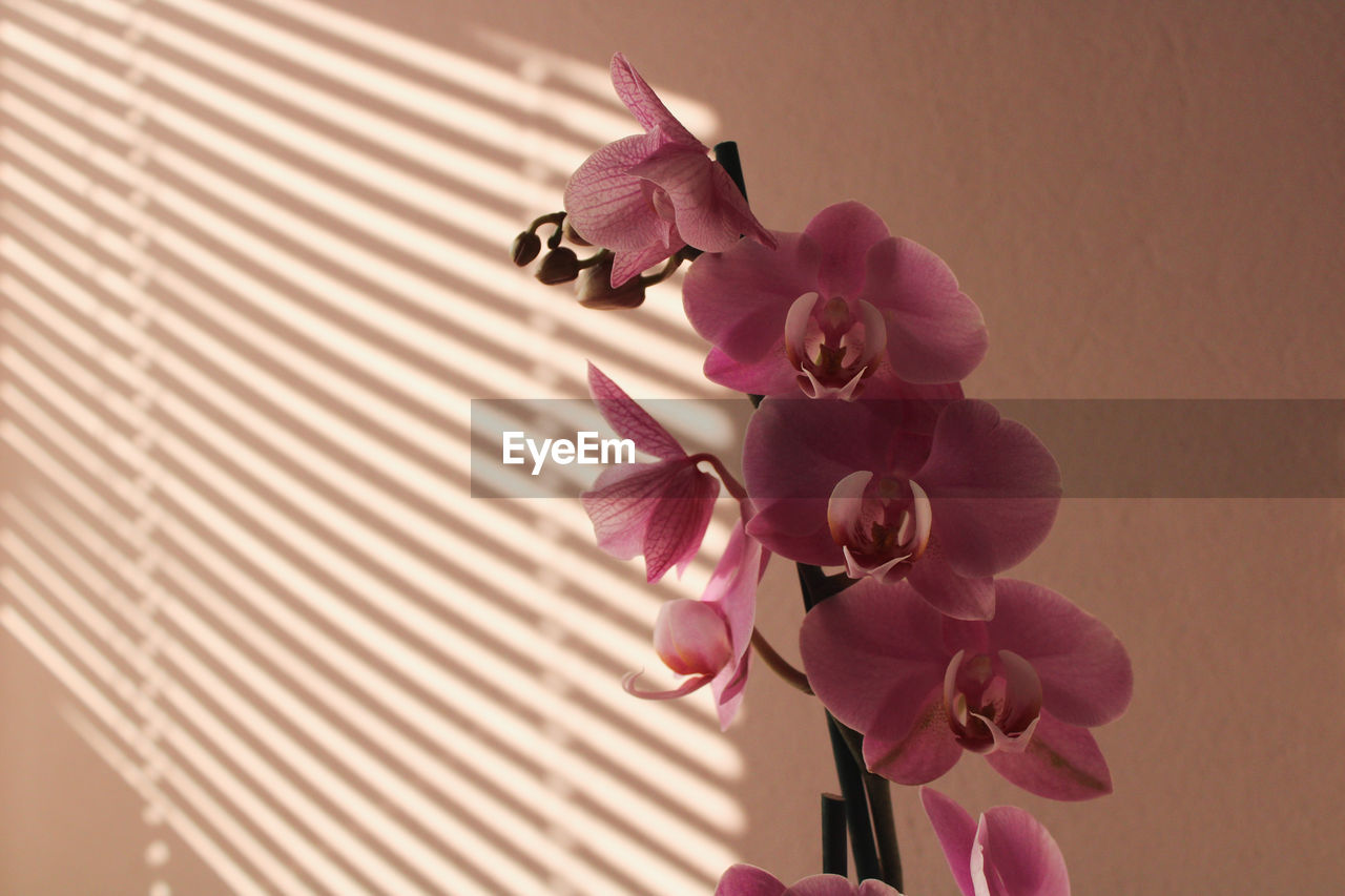 Close-up of pink orchids against wall