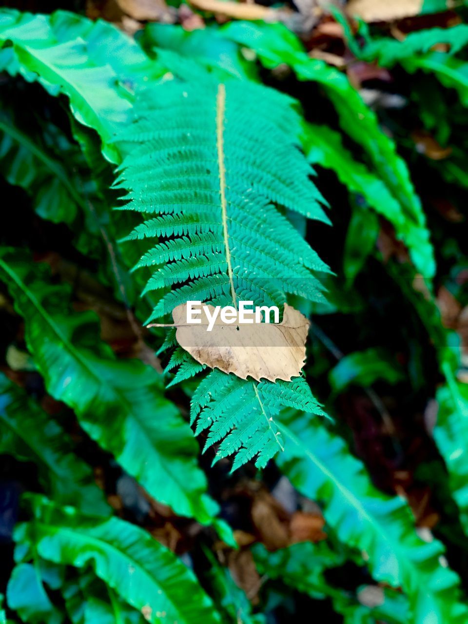 CLOSE-UP OF GREEN LEAF