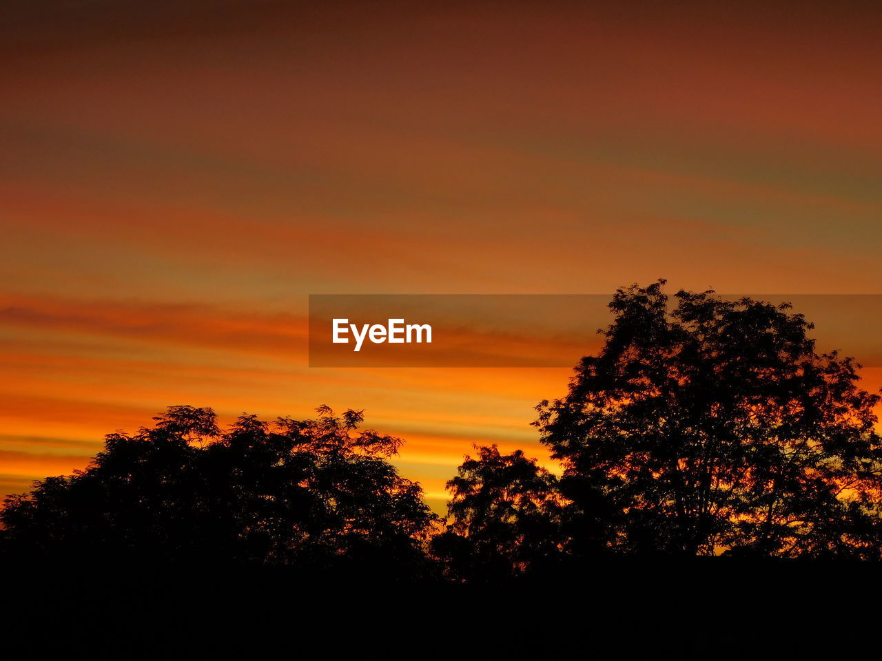 SILHOUETTE TREES AGAINST DRAMATIC SKY