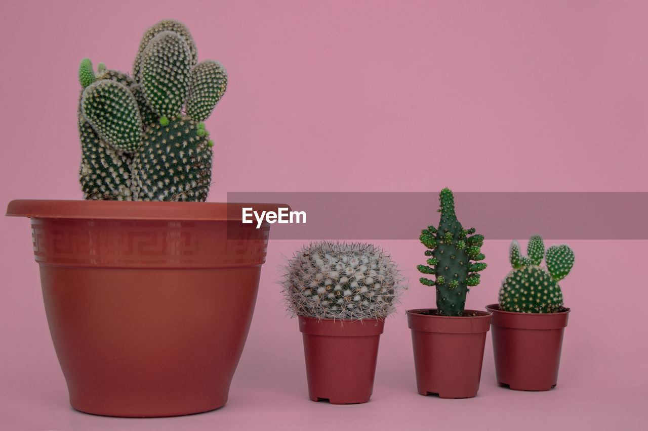 CLOSE-UP OF POTTED CACTUS PLANT