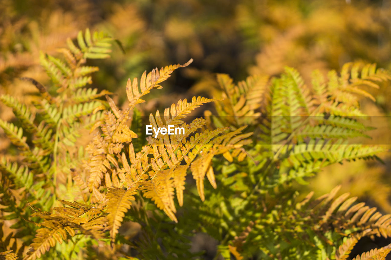 Close-up of fern leaves