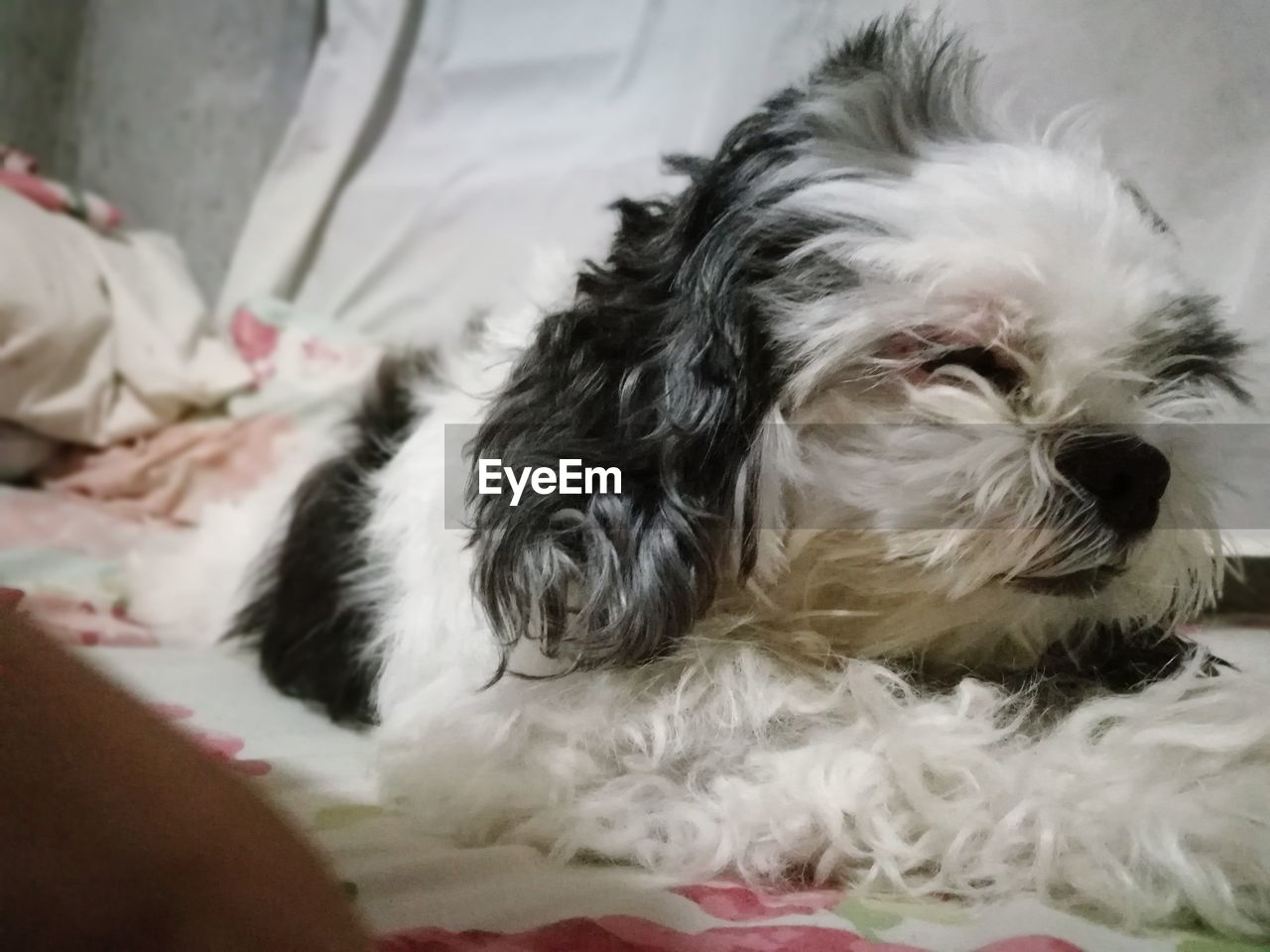 CLOSE-UP PORTRAIT OF DOG ON BED