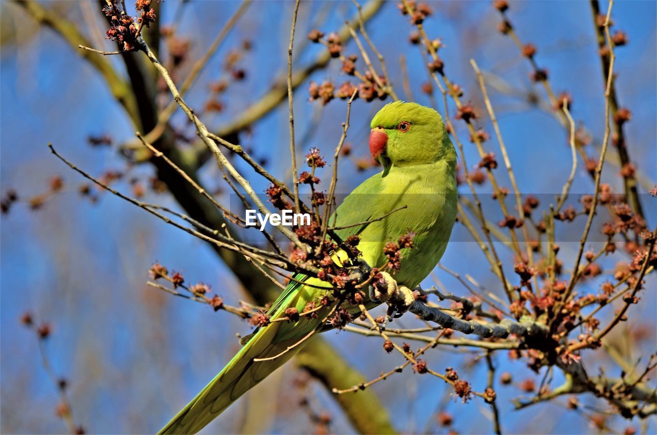 LOW ANGLE VIEW OF A BIRD PERCHING ON BRANCH