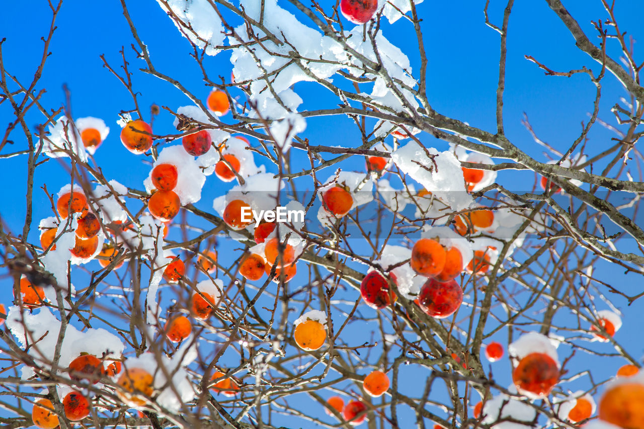 Persimmon tree with fruit on in snow during early winter.