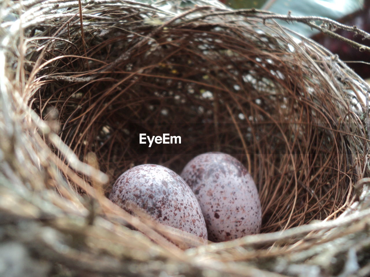 Close-up of eggs in nest