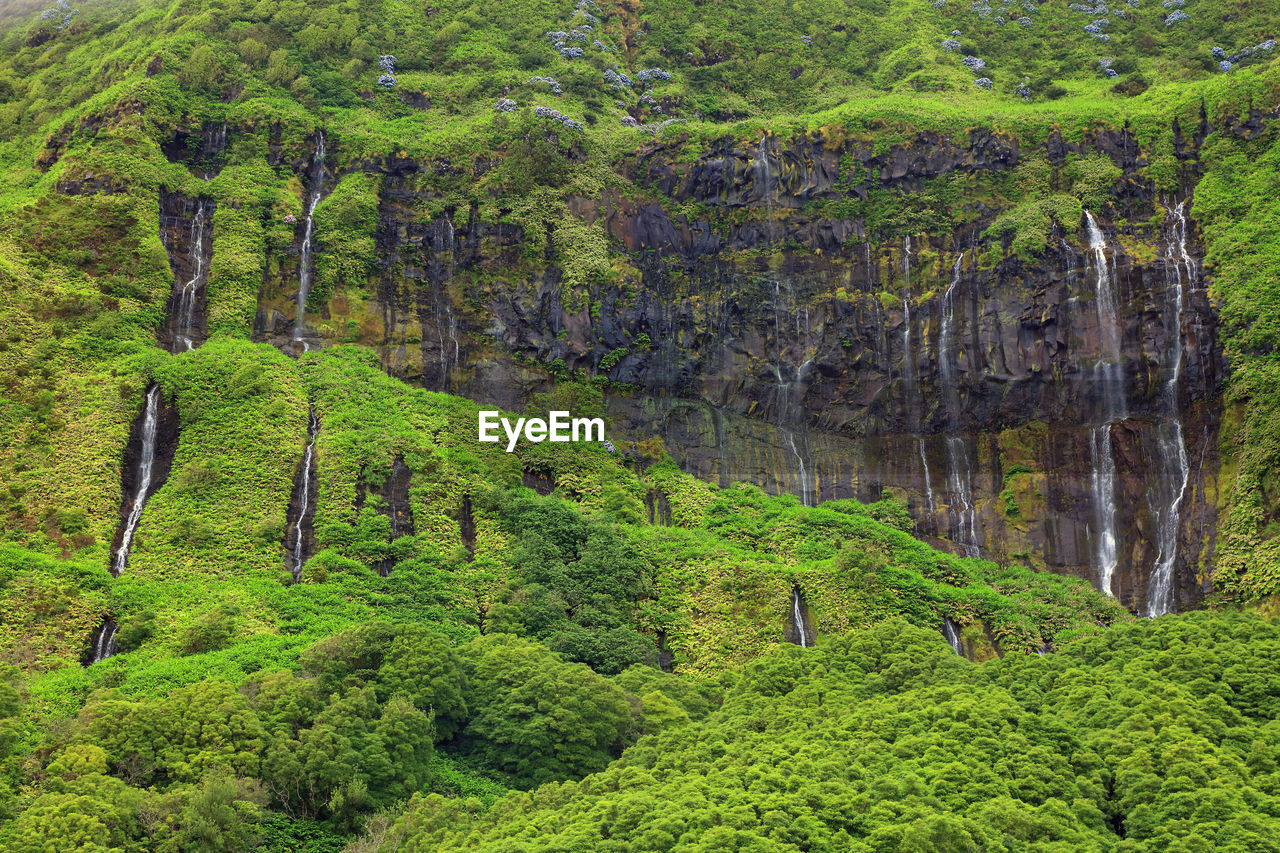 Scenic view of forest