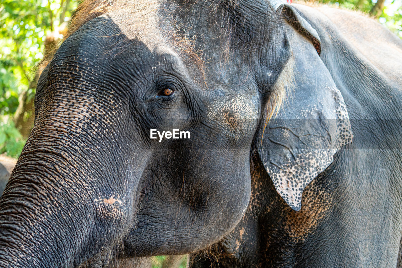 Close-up of elephant