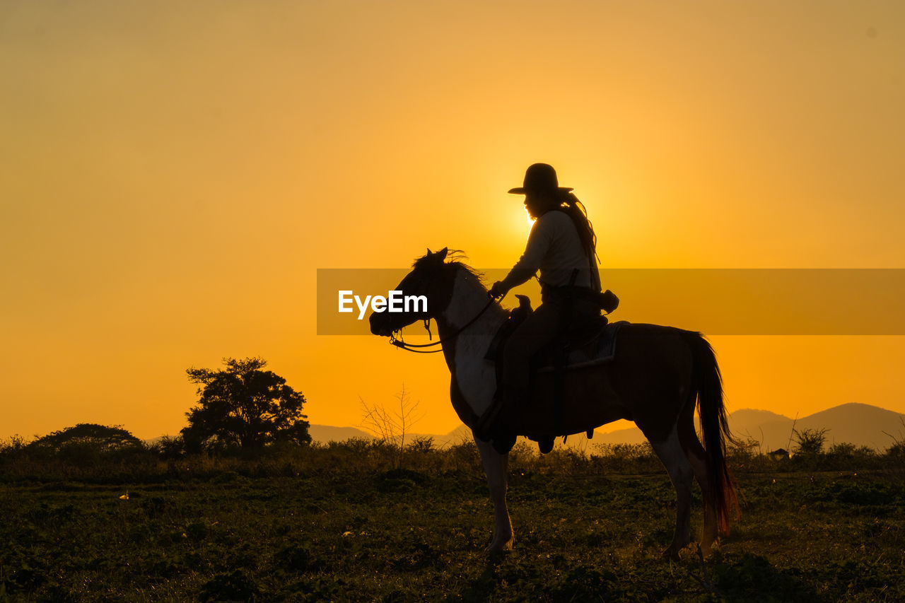 VIEW OF HORSE ON FIELD DURING SUNSET