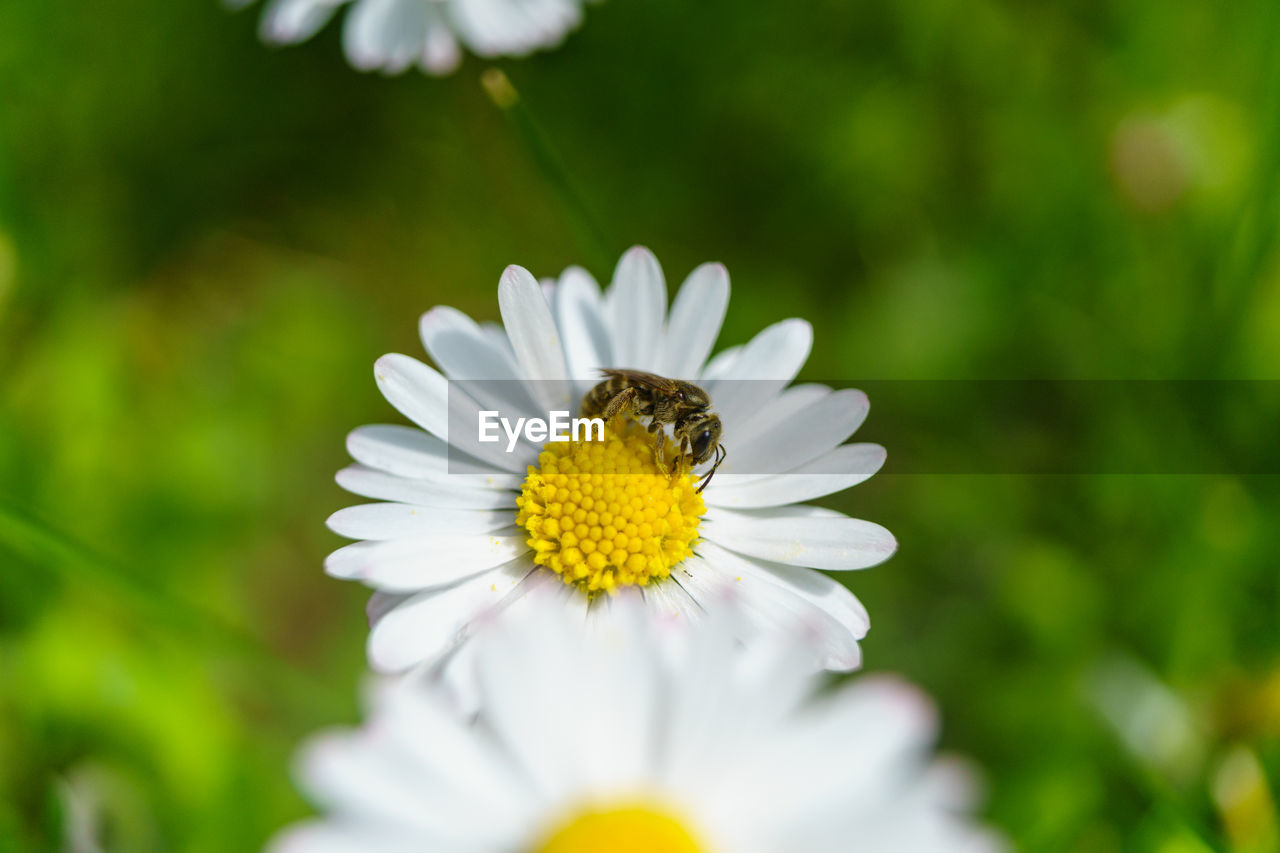 Close-up of insect on flower