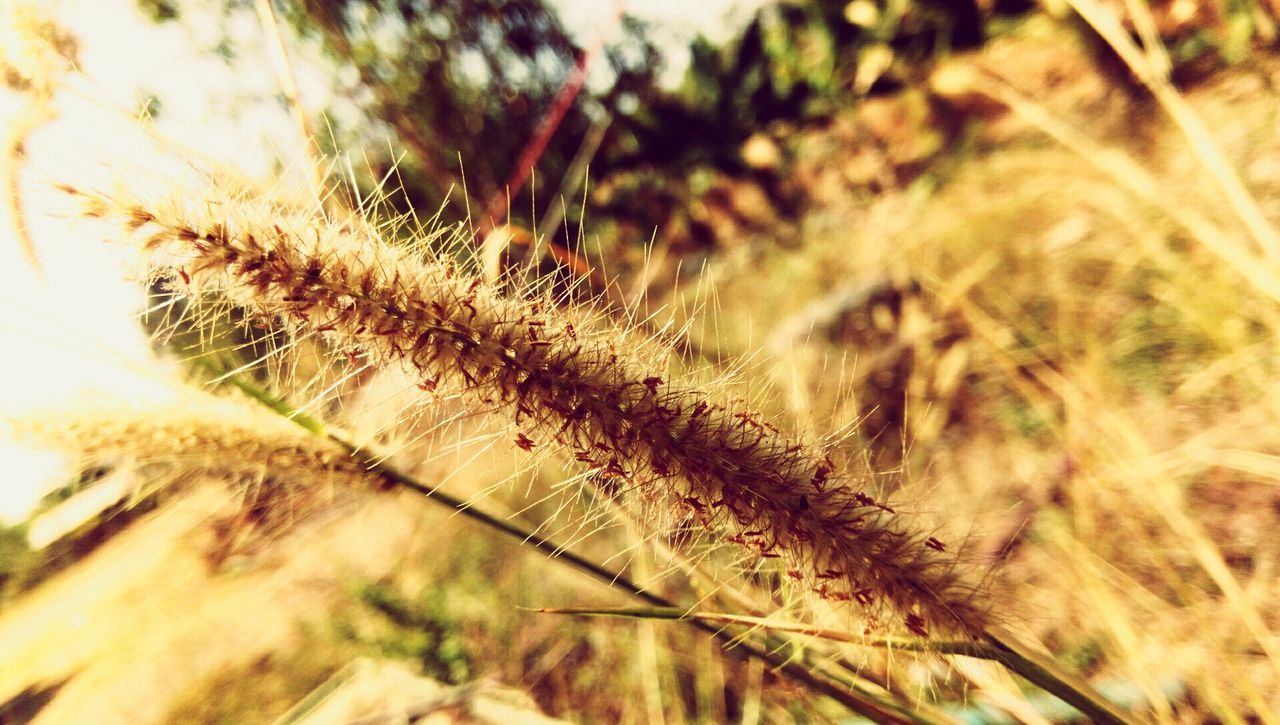 CLOSE-UP OF GRASS GROWING ON TREE