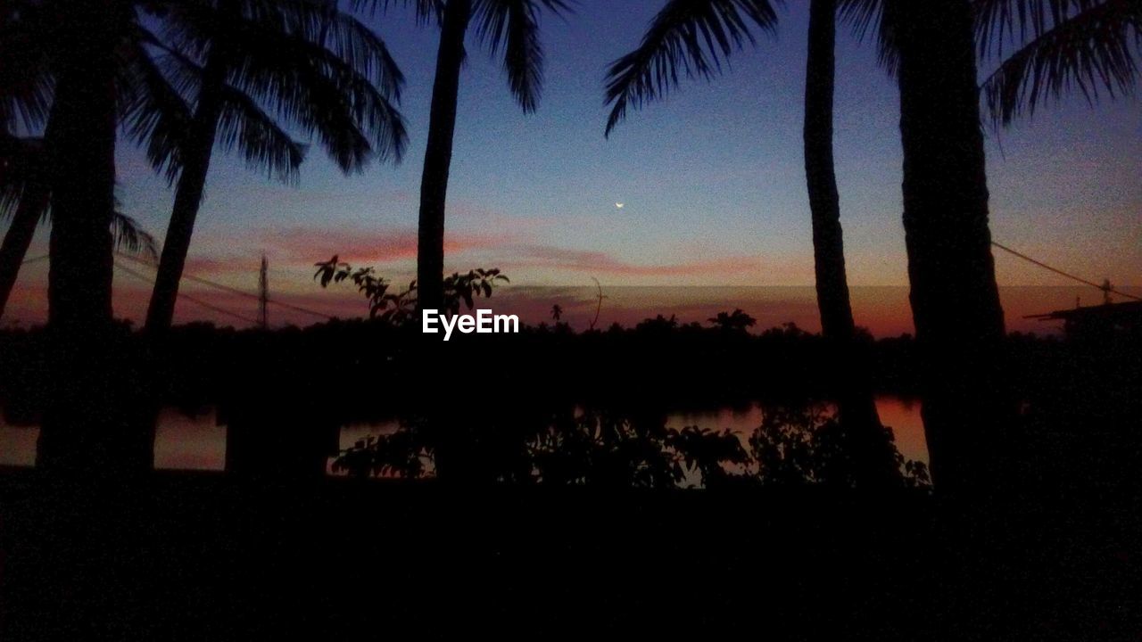 SILHOUETTE PALM TREES AT SUNSET