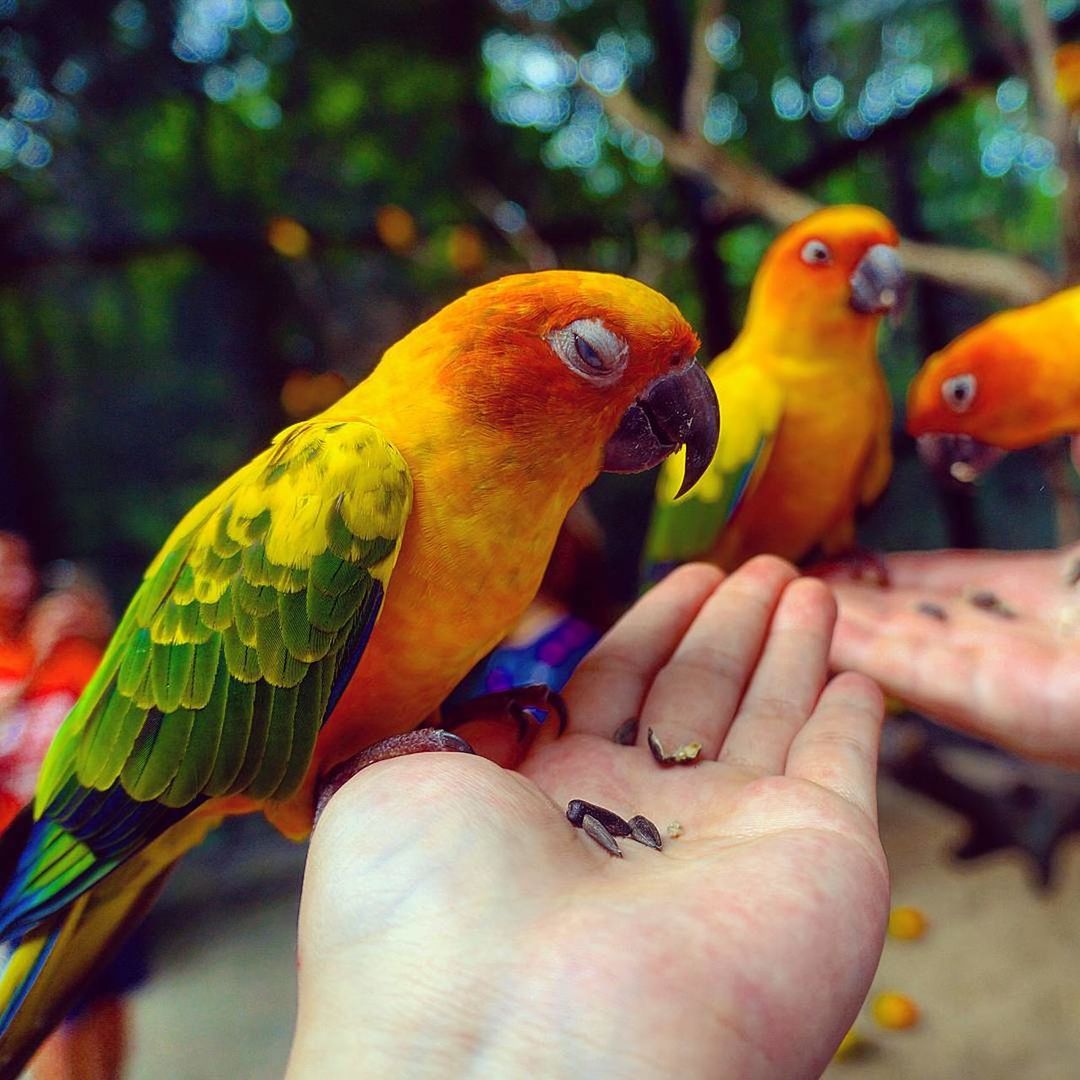 CLOSE-UP OF PARROT PERCHING ON HAND HOLDING BIRD