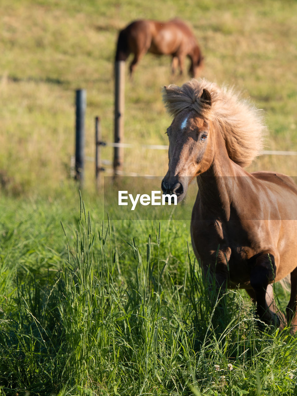 HORSE IN FIELD