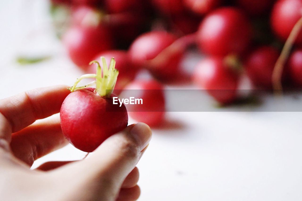 Close-up of hand holding radish