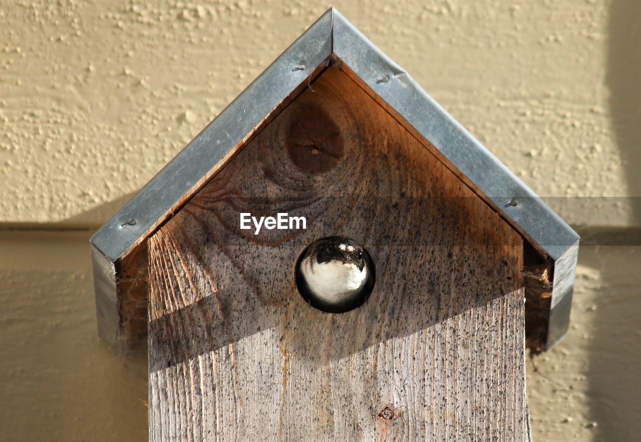 Close-up of bird nest 