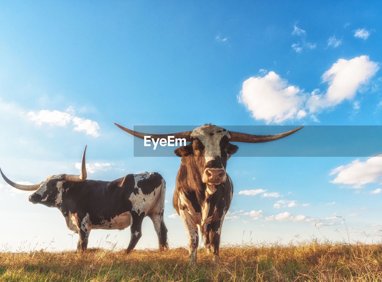 Low angle view of texas longhorn cattle standing on field against sky