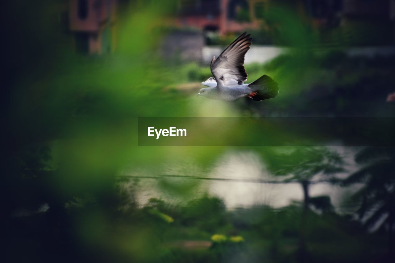 Bird flying in the water