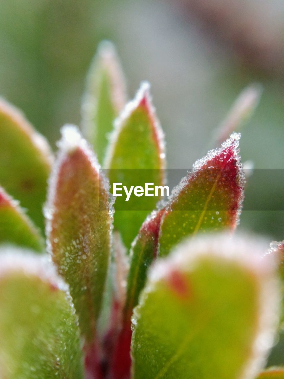 Close-up of green plant