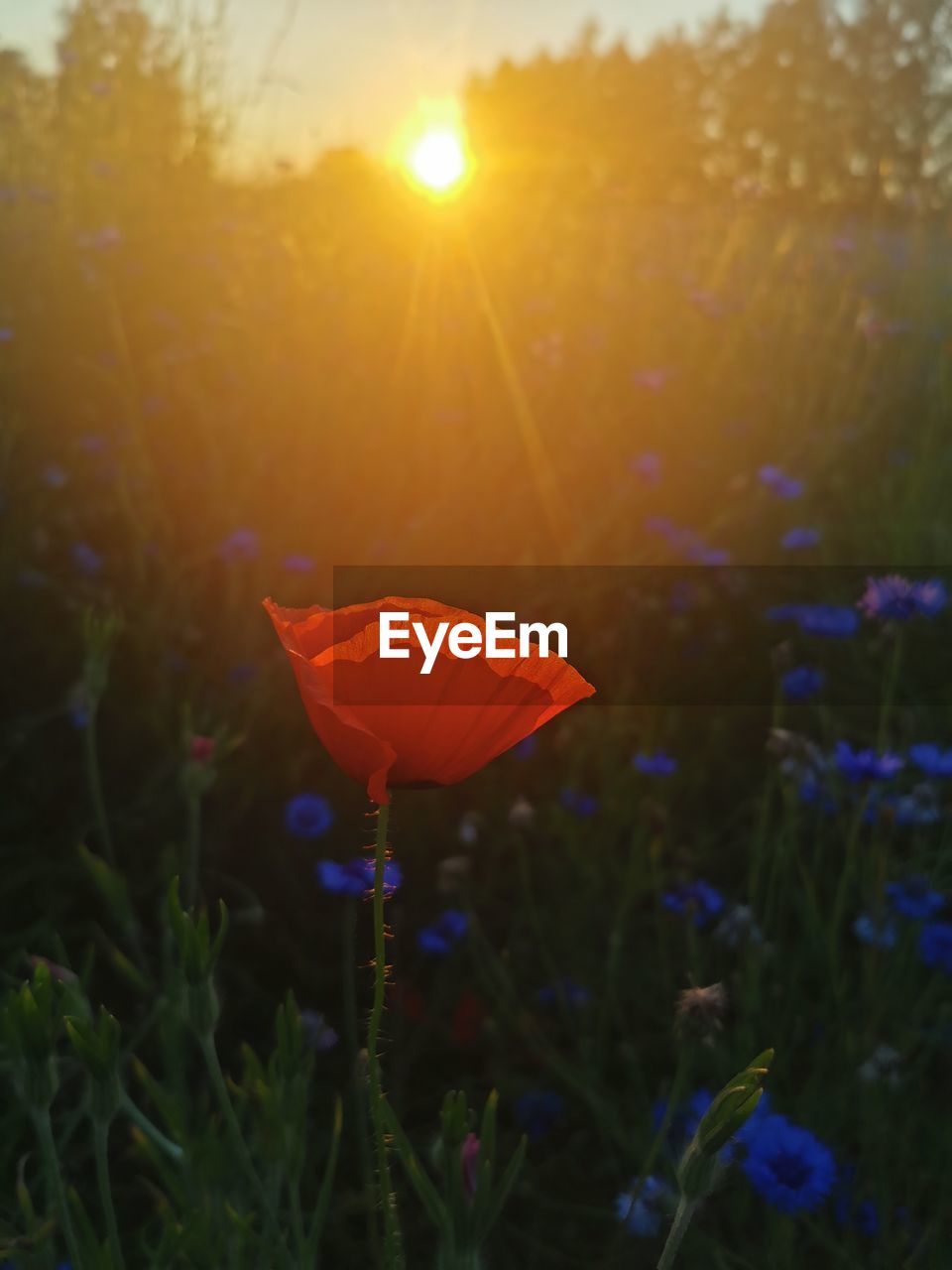 RED FLOWER ON FIELD