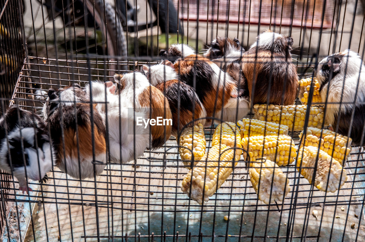 CLOSE-UP OF BIRDS IN CAGE