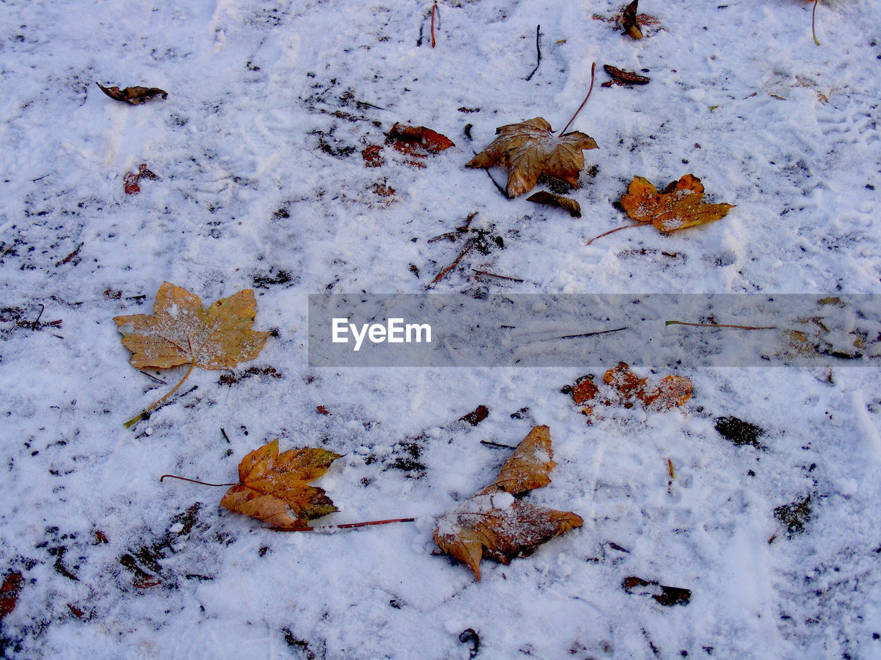 High angle view of leaves on snow covered field