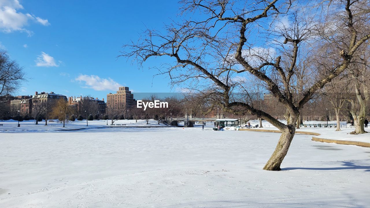 Bare tree on snow covered field against sky