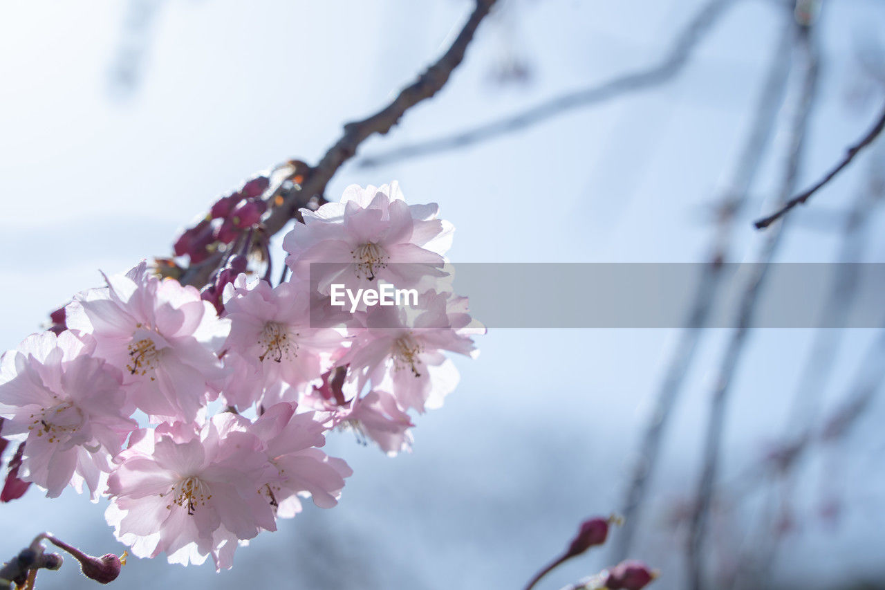 plant, flower, flowering plant, blossom, tree, fragility, freshness, beauty in nature, springtime, branch, growth, nature, spring, pink, cherry blossom, close-up, focus on foreground, twig, cherry tree, produce, no people, outdoors, petal, day, flower head, botany, inflorescence, fruit tree, cherry, low angle view, sky, macro photography, selective focus, almond tree, food, fruit