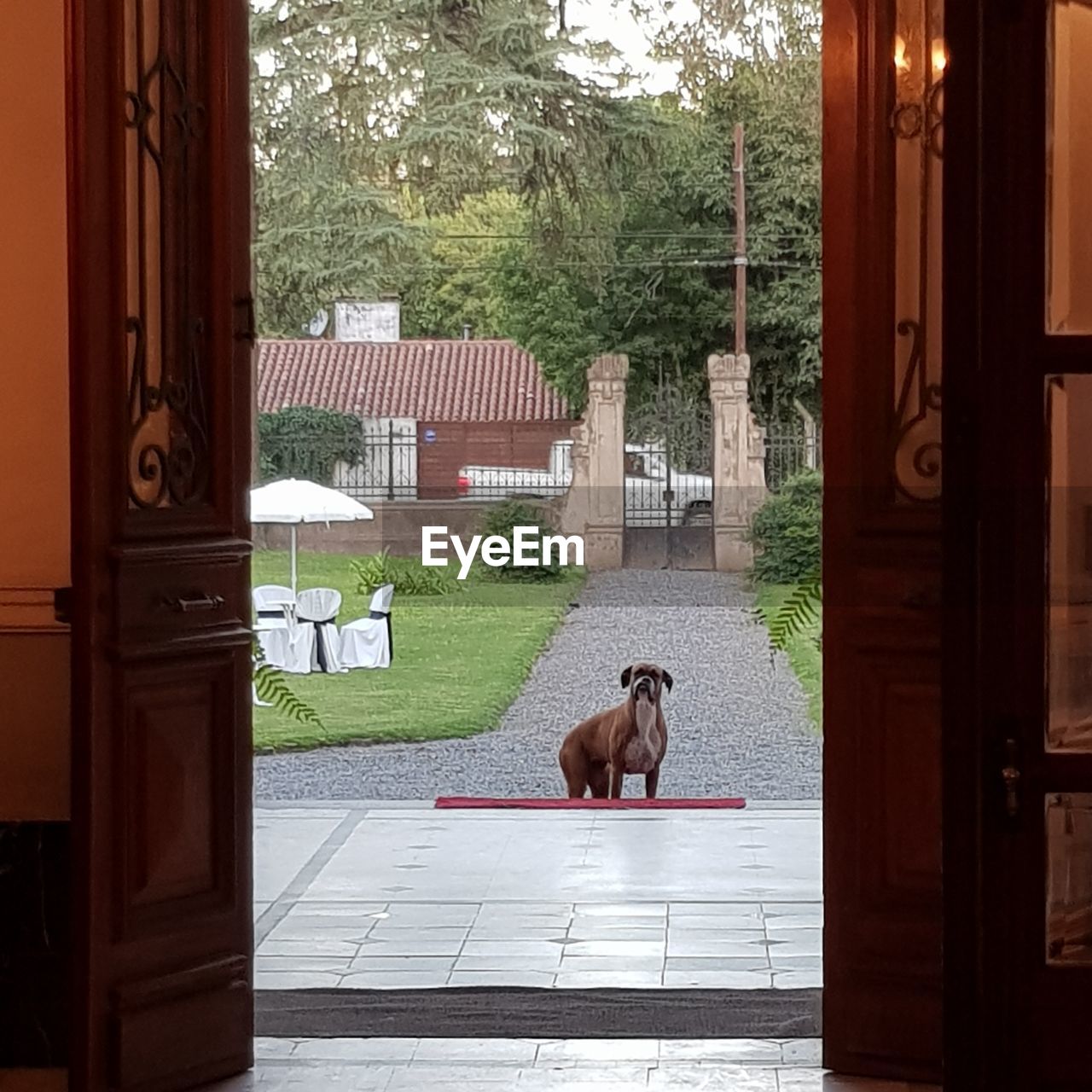 VIEW OF A DOG SITTING ON ENTRANCE