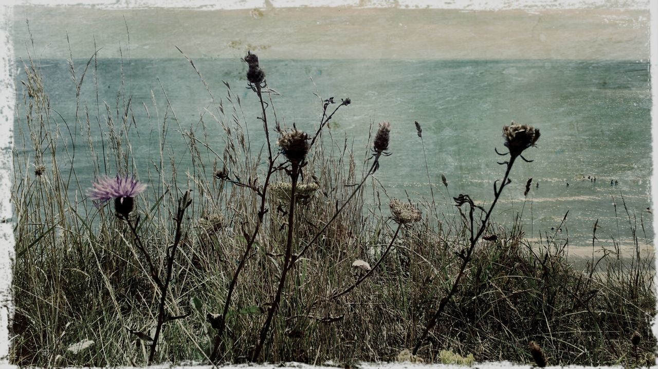 Thistle and grass growing by sea